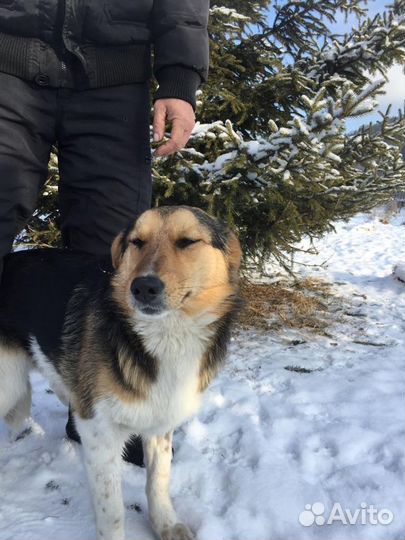 Ищу самого лучшего хозчина