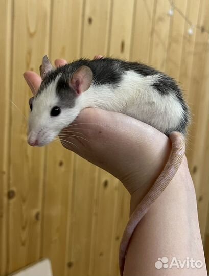 Крысята дамбо