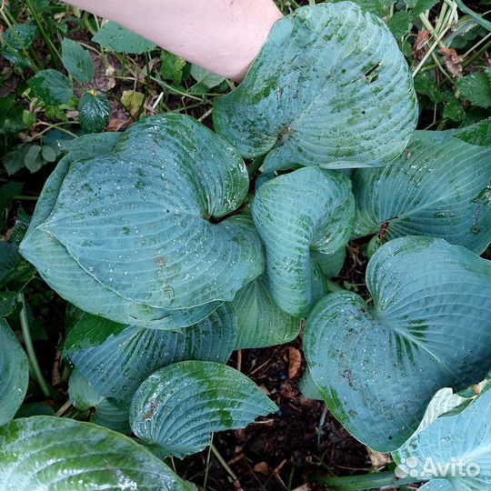 Хоста голубая гиганская