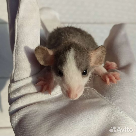 Крысята дабл-рекс/крыса дамбо/декоративная крыса