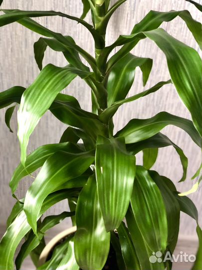 Комнатные цветы драцена