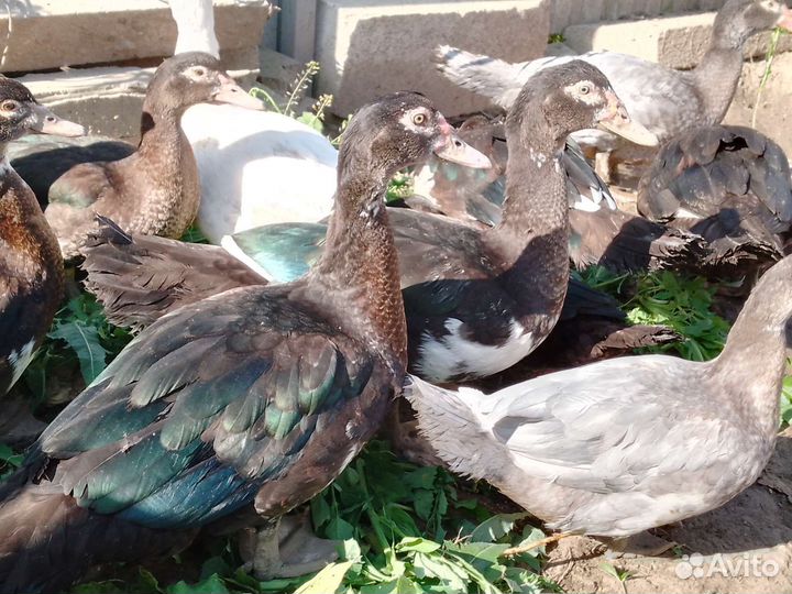 Селезень индоутки