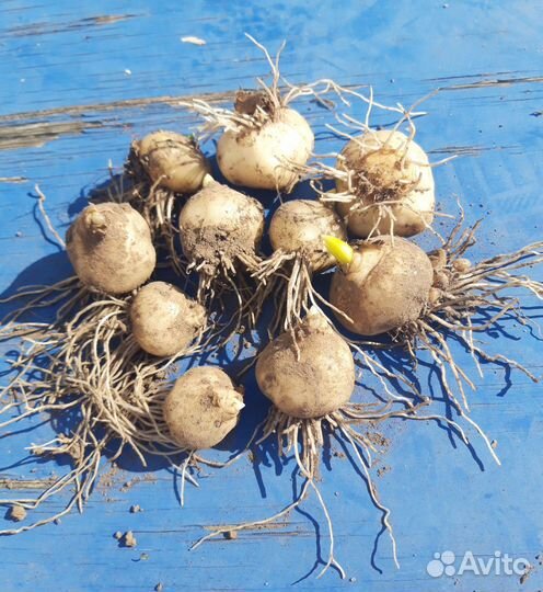 Птицемлечник