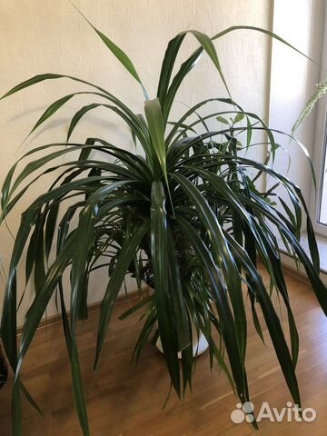 Пальма панданус