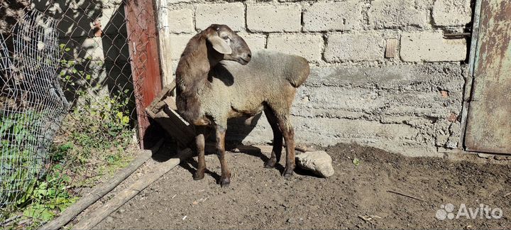 Баранчик на племя