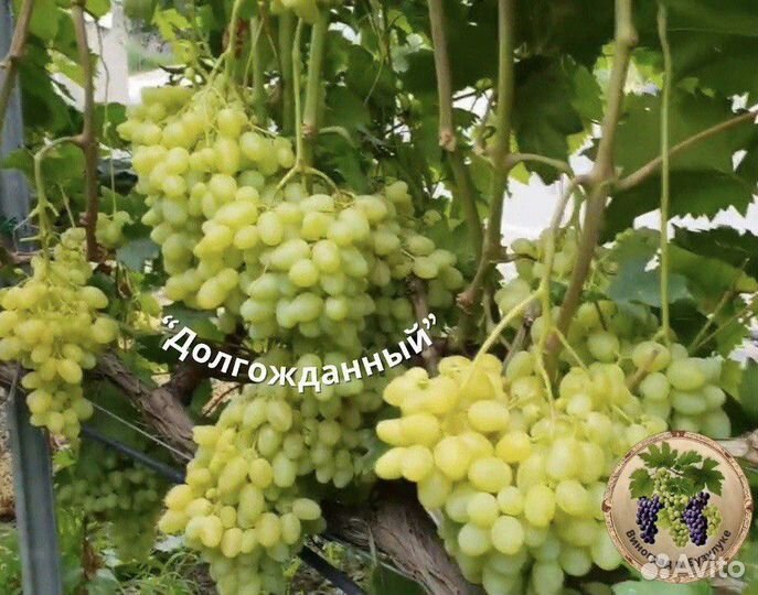 Виноград Долгожданный
