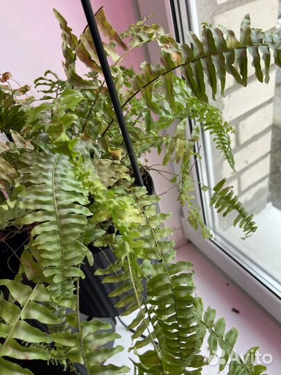 Папоротник нефролепис Грин леди