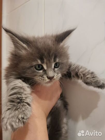 Котята мейн-кун