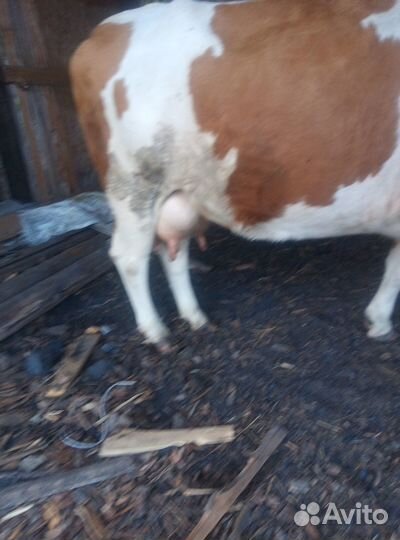 Корова молочная высокоудойная стельная