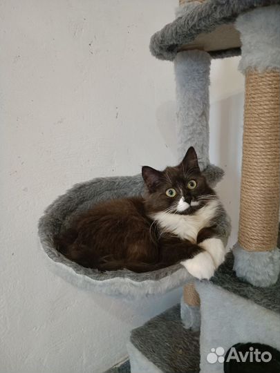 Кошки 