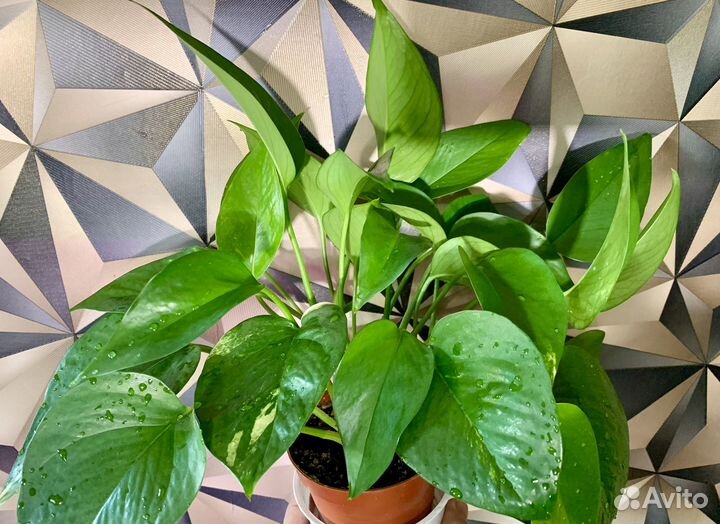 Сциндапсус золотистый