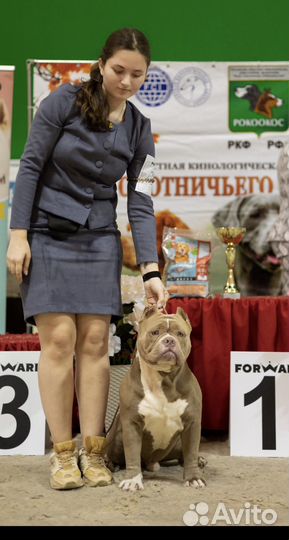 Американский булли вязка