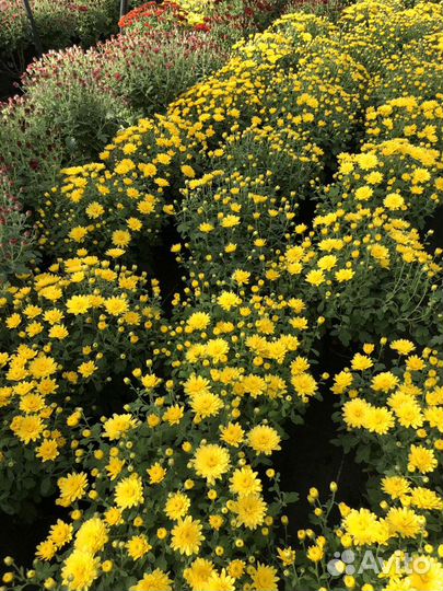 Хризантема мультифлора оптом для высадки