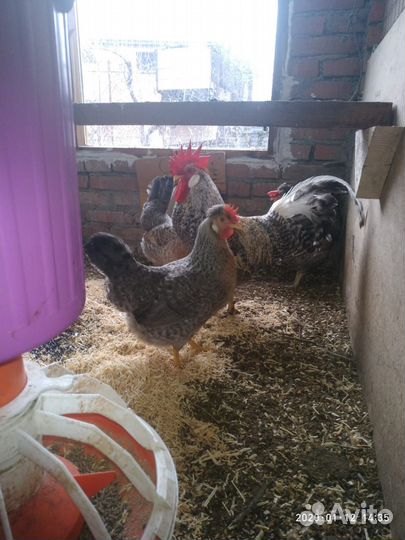 Легбар, Брама светлая, Кохинхин золото петушки