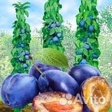 Колоновидная слива