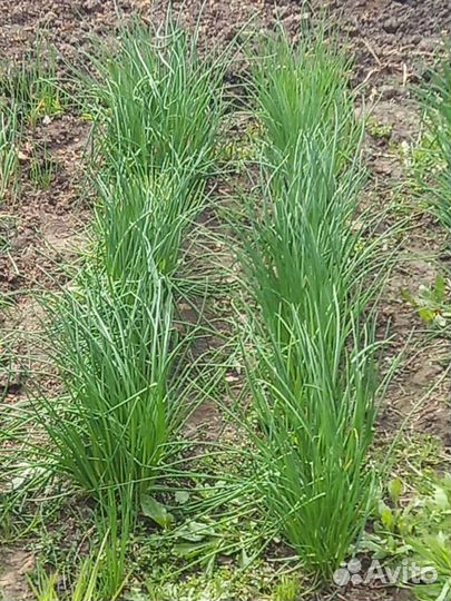 Лук многолетний (шнитт-лук)