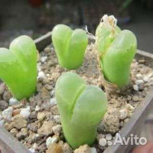 Conophytum Конофитумы, разные виды 19, семена