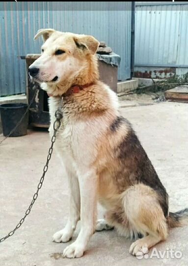 Кобель в добрые руки