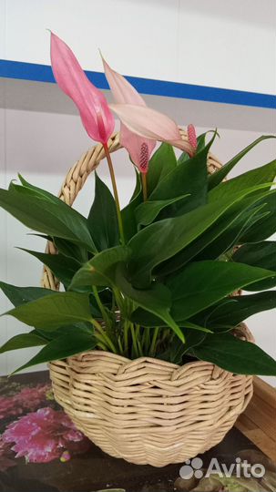 Спатифиллум и антуриум