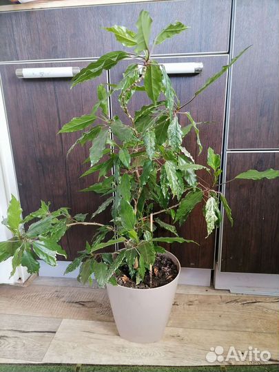 Комнатный цветок