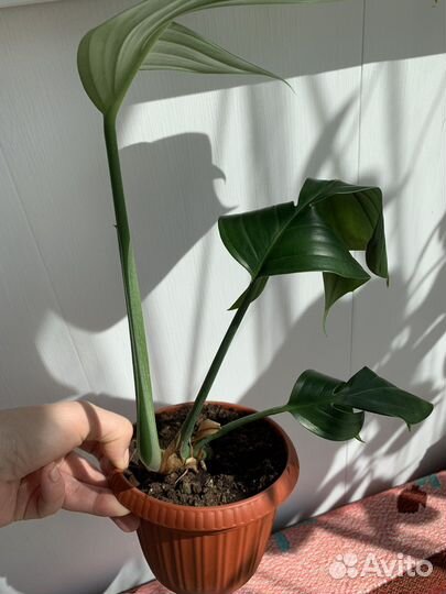 Рафидофора декурсива, фил малай голд