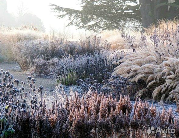 Декоративные злаки