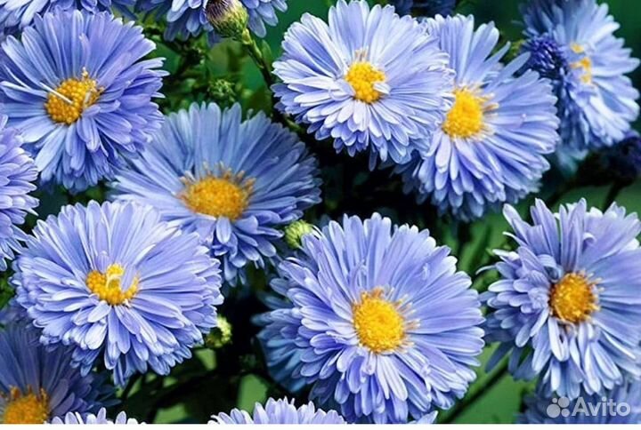 Многолетники