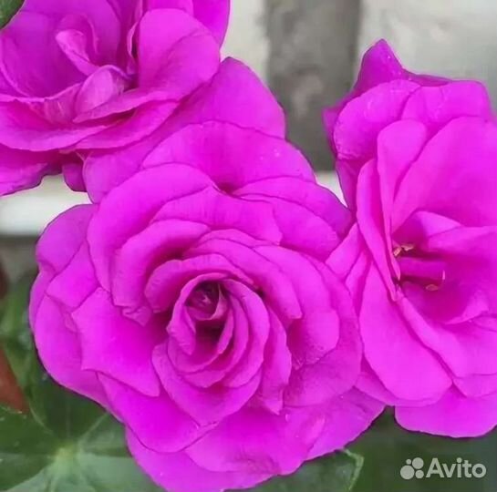 Пеларгония плющелистная