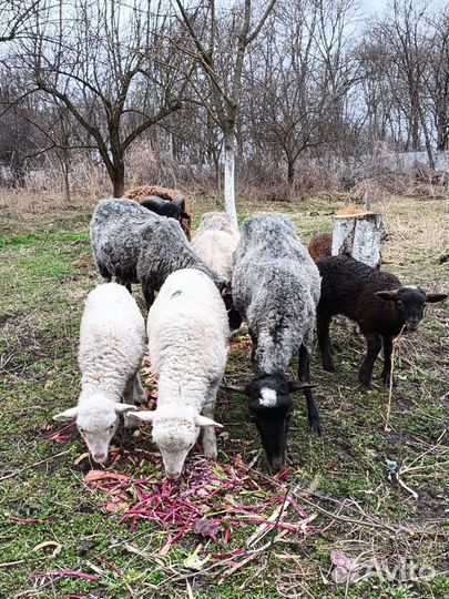Романовские овцы с ягнятами