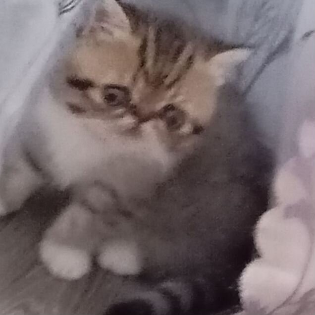 Экзотический короткошёрстный котёнок