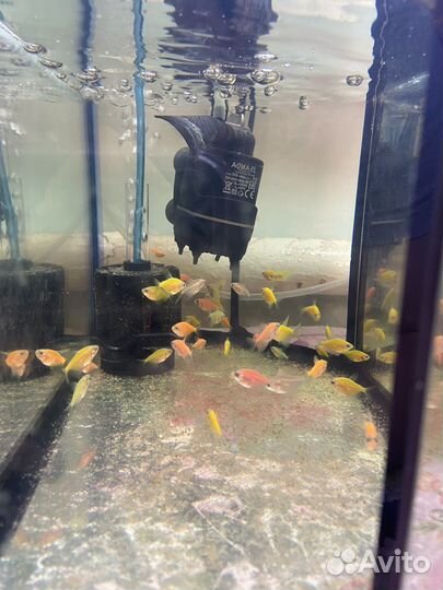 Рыбки Тернеции