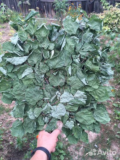 Веники для бани