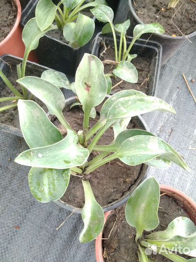 Лилейник, хосты, сангвинария, тимьян, аир, мята