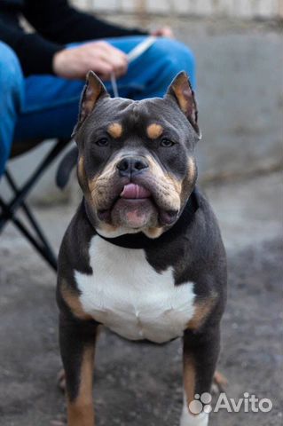 Американский булли покет вязка