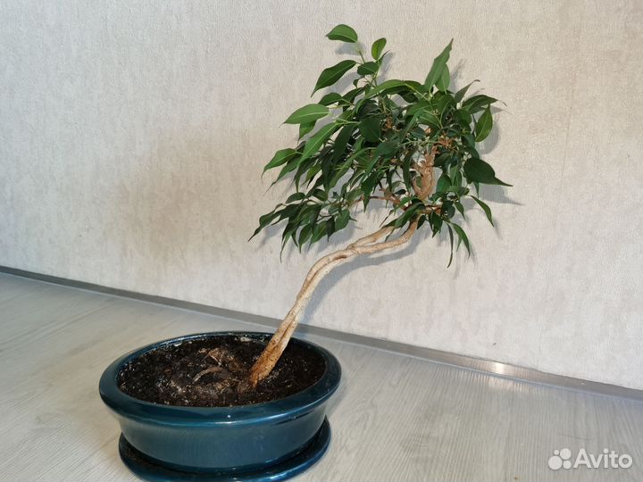Продам фикус Бенджамина