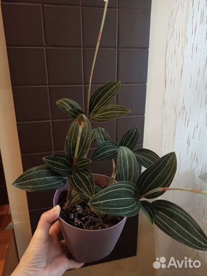 Орхидея Лудизия