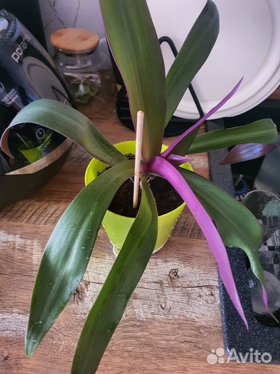 Рео покрывальчатое