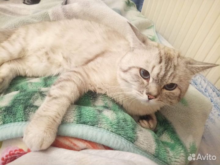 Кот на вязку