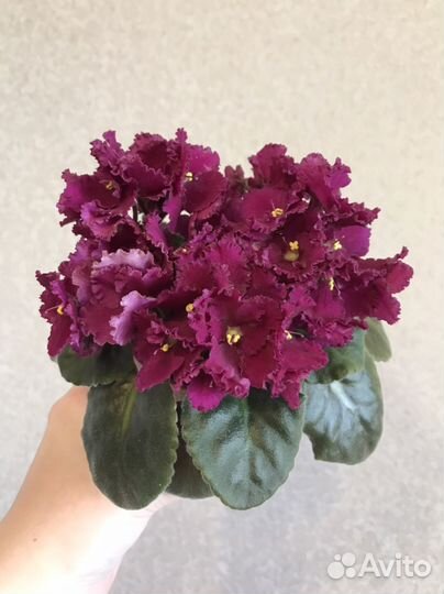 Фиалка Optimara и др