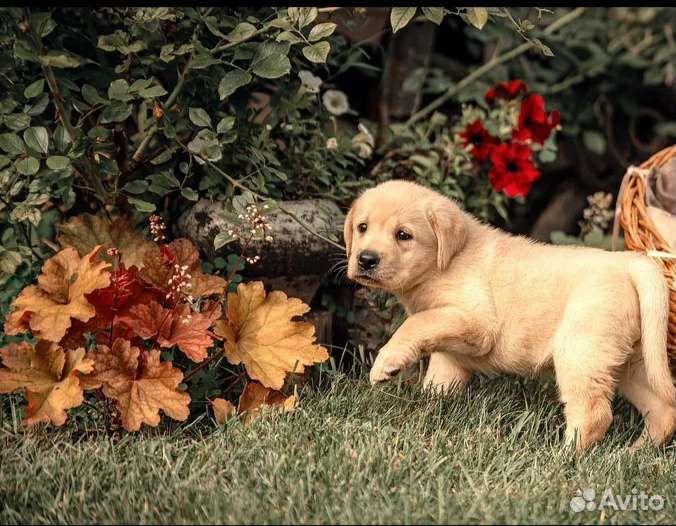 Щенки лабрадора
