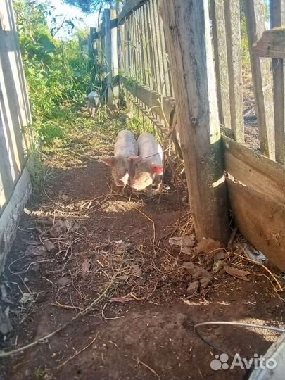Поросята