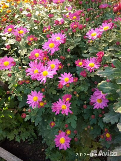 Хризантема