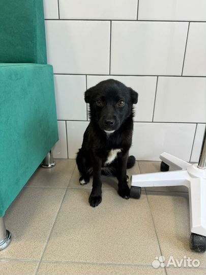 Щенки ищут дом