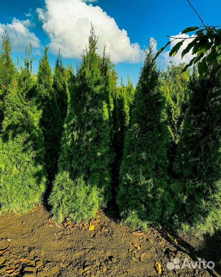 Туи оптом с доставкой