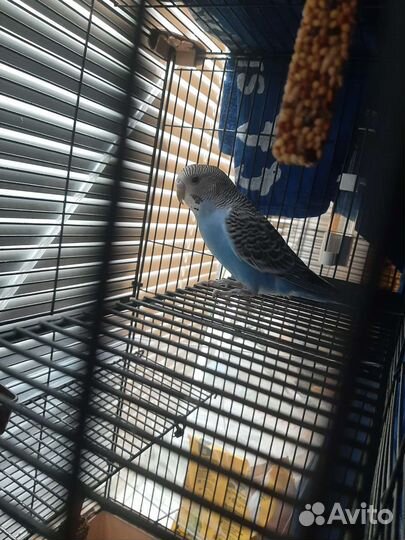 Волнистый попугай самец