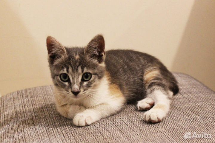 Трехцветная кошечка