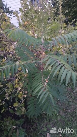 Сумах оленерогий