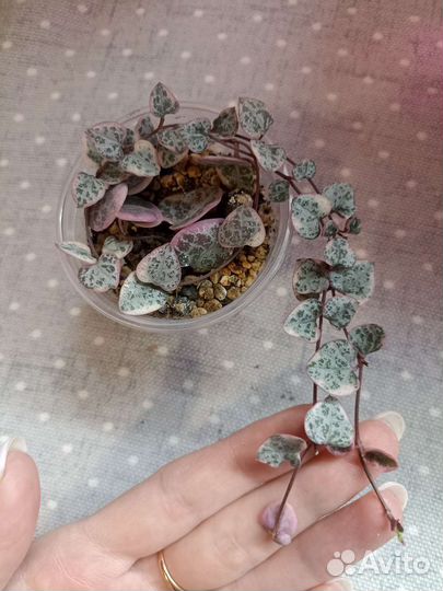 Суккуленты почтой часть 4 из 9