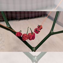 Сверх острый перец Dragon Breath