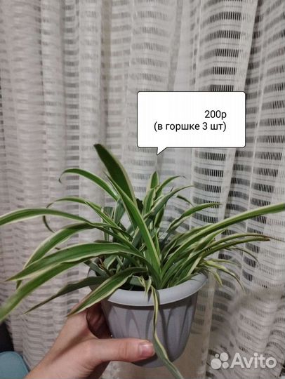 Хлорофитум, герань, диффенбахия,традескация